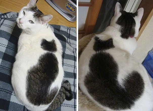 Котики, которые стали мировыми звездами благодаря своей удивительной окраске - 338698 Котики, которые стали мировыми звездами благодаря своей удивительной окраске - фото 338698