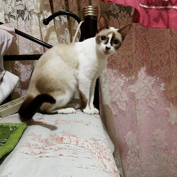 Котики, которые стали мировыми звездами благодаря своей удивительной окраске - 338696 Котики, которые стали мировыми звездами благодаря своей удивительной окраске - фото 338696