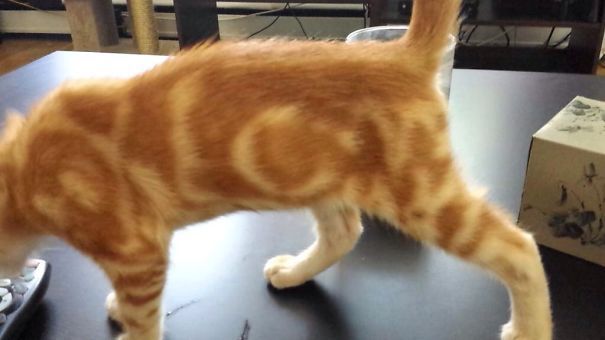 Котики, которые стали мировыми звездами благодаря своей удивительной окраске - 338679 Котики, которые стали мировыми звездами благодаря своей удивительной окраске - фото 338679