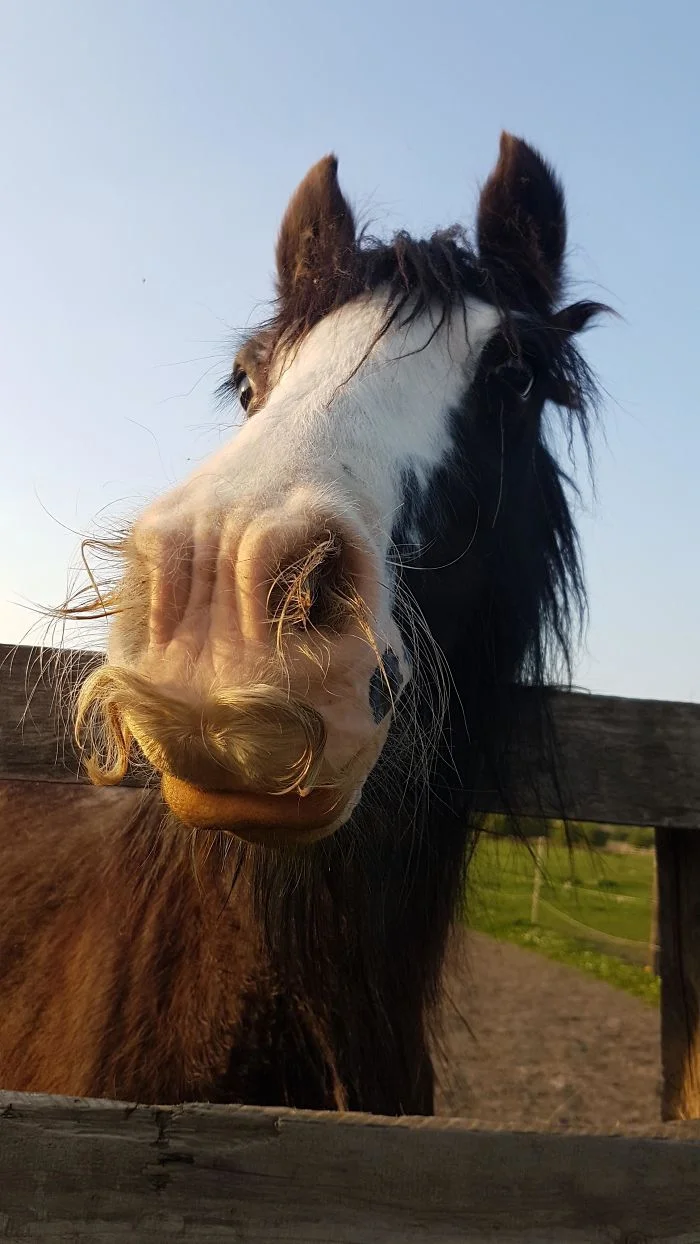 Фермер сделал своим лошадям усы и это очень смешно - фото 341684