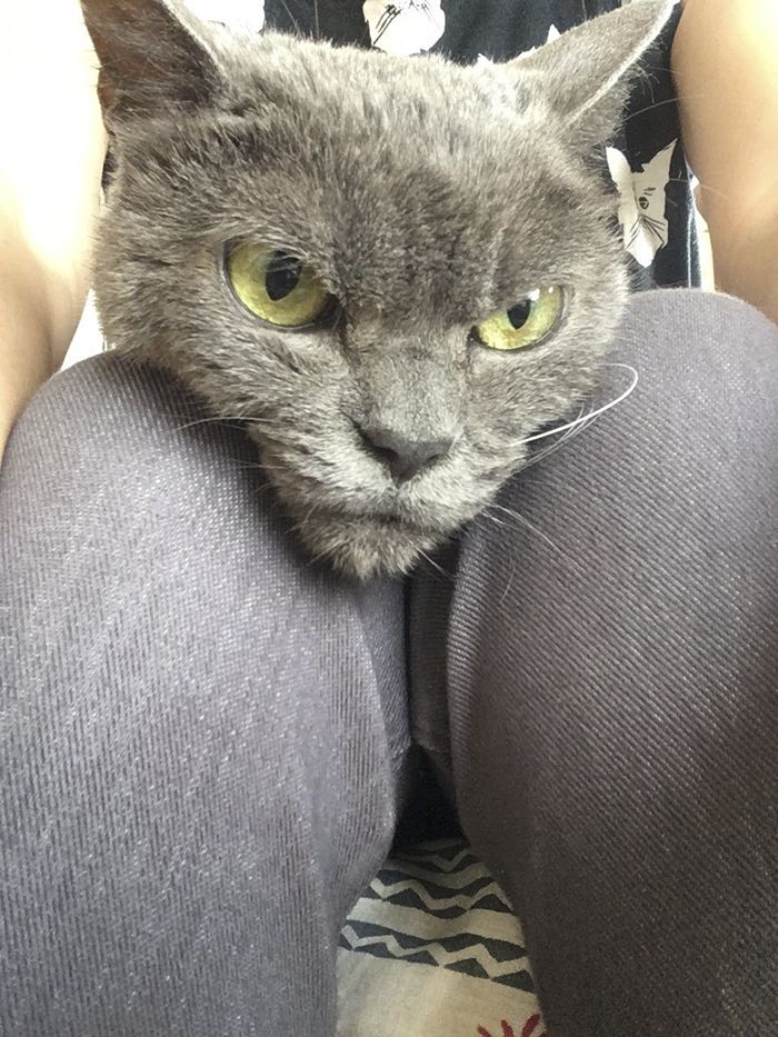Дивлячись на цього кота ви забудете, що у вас був поганий день - фото 337488