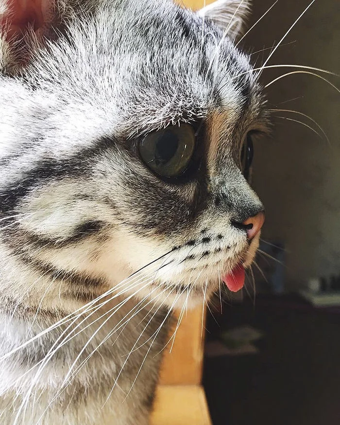 Знайомтесь з Луху, найсумнішою кішкою у світі - вона дуже мила - фото 339677