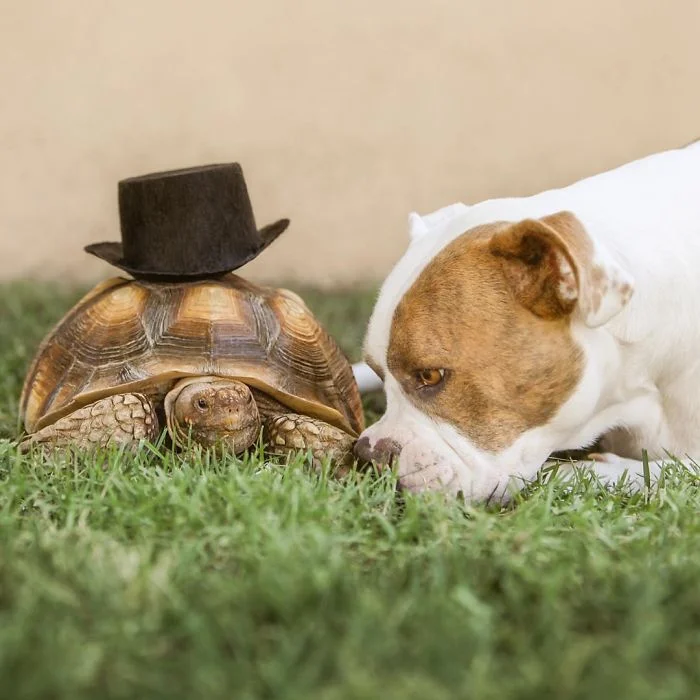 Трогательная дружба: собака и черепаха, которые в восторге друг от друга - фото 338829