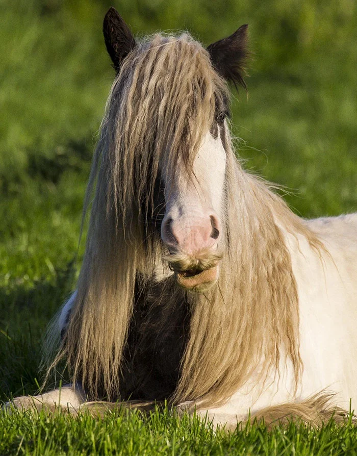 Фермер зробив своїм коням вуса і це дуже смішно - фото 341688