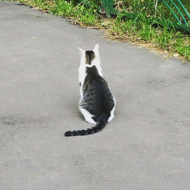 Котики, которые стали мировыми звездами благодаря своей удивительной окраске - 338691 Котики, которые стали мировыми звездами благодаря своей удивительной окраске - фото 338691