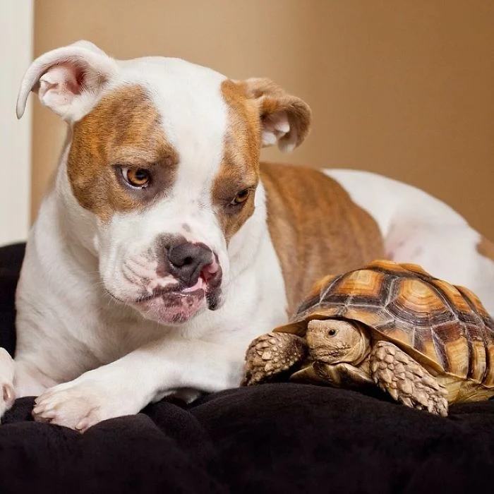 Зворушлива дружба: собака і черепаха, які в захваті один від одного - фото 338833