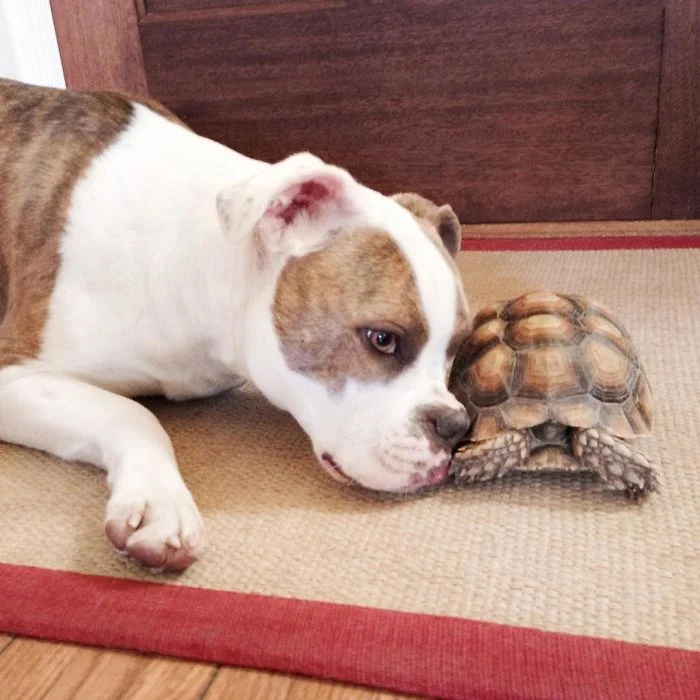 Зворушлива дружба: собака і черепаха, які в захваті один від одного - фото 338834