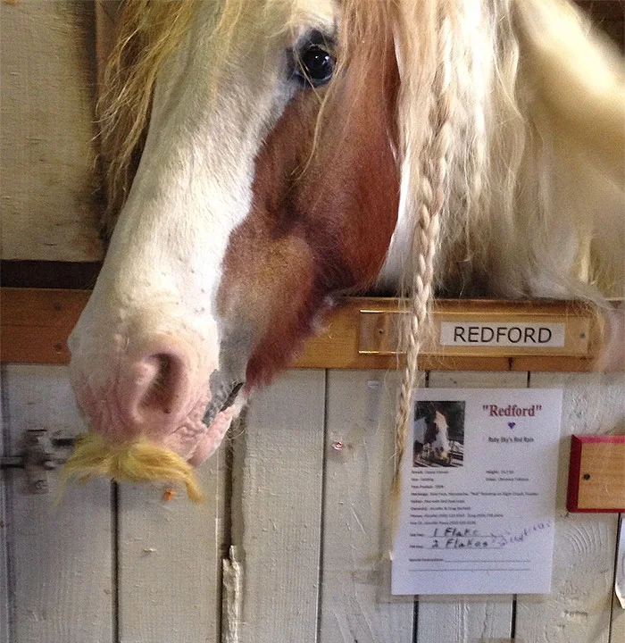 Фермер сделал своим лошадям усы и это очень смешно - фото 341689