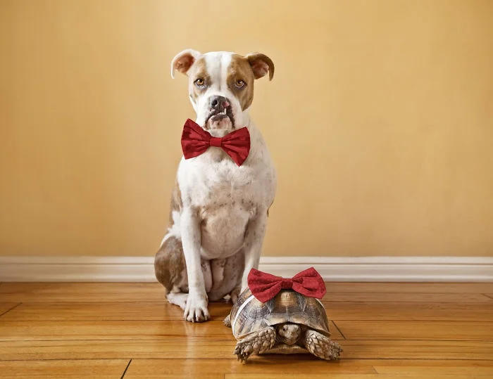 Трогательная дружба: собака и черепаха, которые в восторге друг от друга - фото 338828