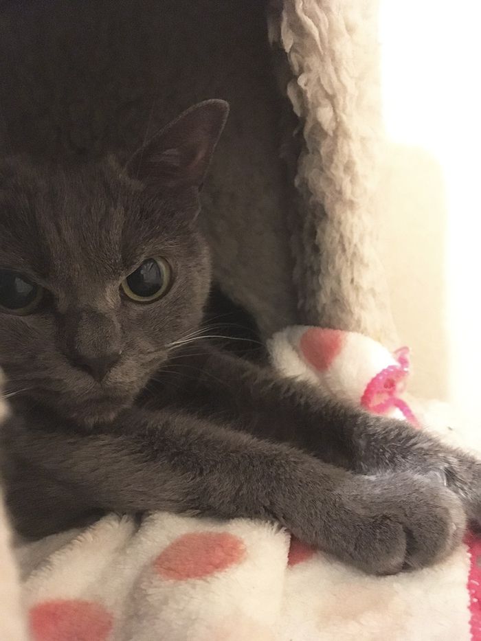 Дивлячись на цього кота ви забудете, що у вас був поганий день - фото 337485