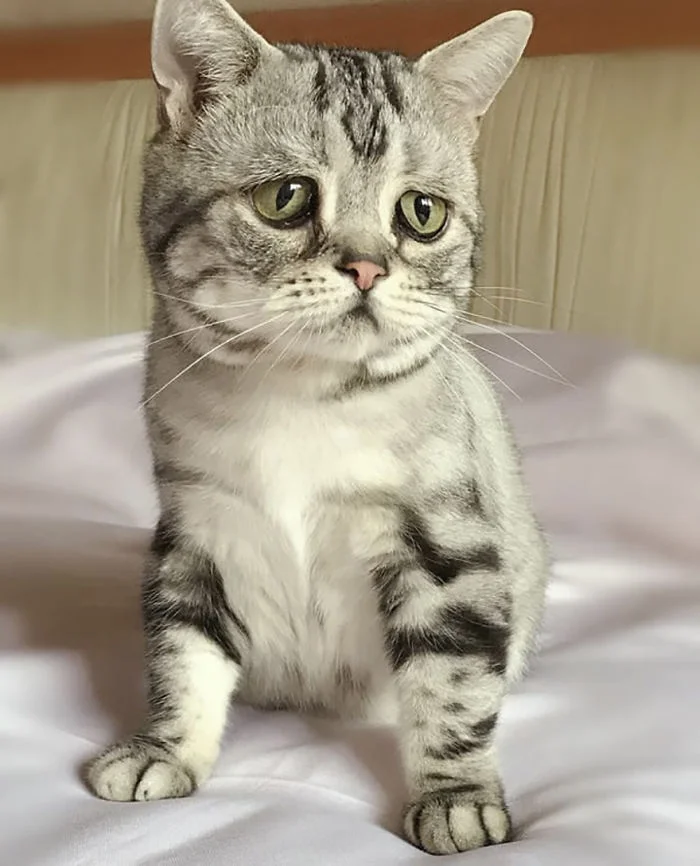 Знайомтесь з Луху, найсумнішою кішкою у світі - вона дуже мила - фото 339706