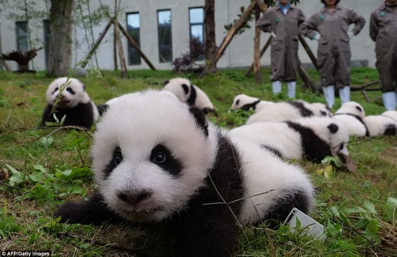 Панд багато не буває: в Китаї народилась рекордна кількість тварин і це шалено мило - фото 345706