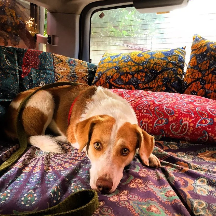 Эта собака начала путешествовать и стала самым счастливым животным в мире - фото 347012