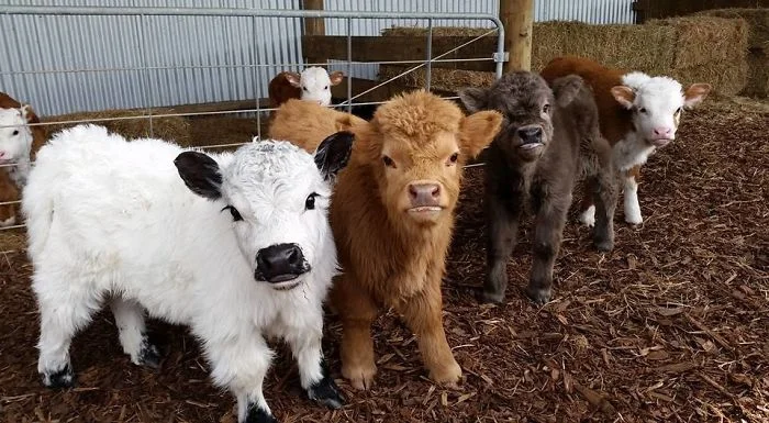 Плюшевые коровки - милые животные, в которых влюбляешься с первого взгляда - фото 343557