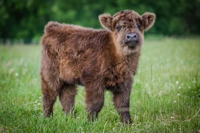 Плюшевые коровки - милые животные, в которых влюбляешься с первого взгляда - фото 343555