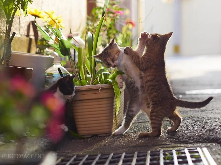 Фотограф доказал, что коты и ниндзя - это одно и то же - фото 347522