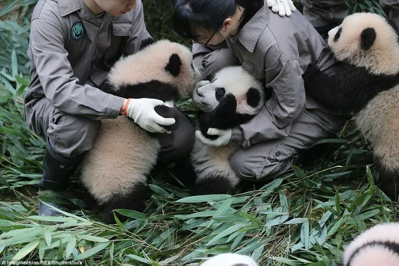 Панд багато не буває: в Китаї народилась рекордна кількість тварин і це шалено мило - фото 345708