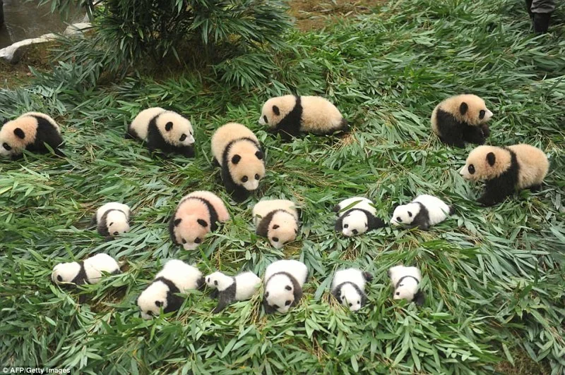 Панд багато не буває: в Китаї народилась рекордна кількість тварин і це шалено мило - фото 345714