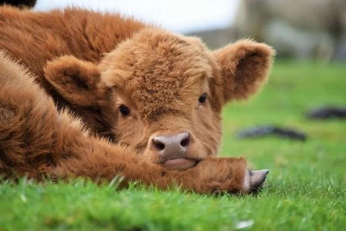 Плюшевые коровки - милые животные, в которых влюбляешься с первого взгляда - фото 343550