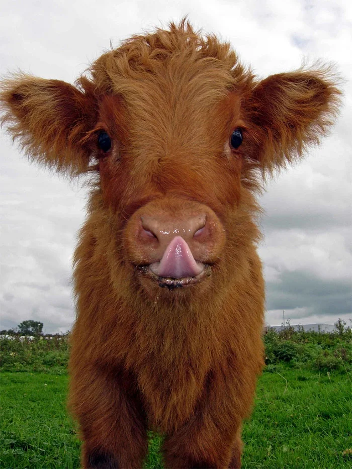 Плюшевые коровки - милые животные, в которых влюбляешься с первого взгляда - фото 343563