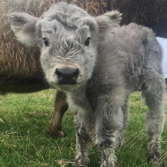 Плюшевые коровки - милые животные, в которых влюбляешься с первого взгляда - фото 343556