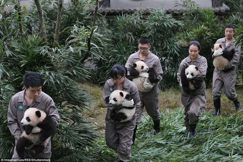 Панд багато не буває: в Китаї народилась рекордна кількість тварин і це шалено мило - фото 345715