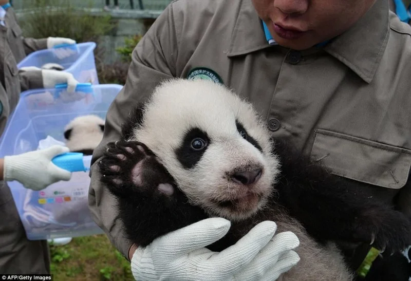 Панд багато не буває: в Китаї народилась рекордна кількість тварин і це шалено мило - фото 345705