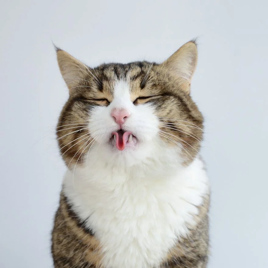 Цей милий котик зачарував мережу своїми емоціями і гнучким язиком - фото 347956