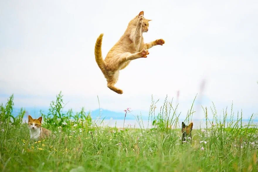 Фотограф доказал, что коты и ниндзя - это одно и то же - фото 347521