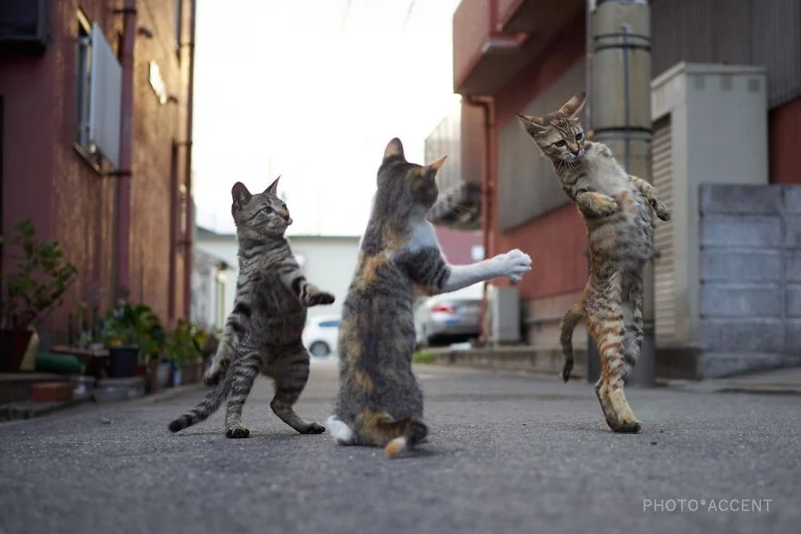 Фотограф доказал, что коты и ниндзя - это одно и то же - фото 347520