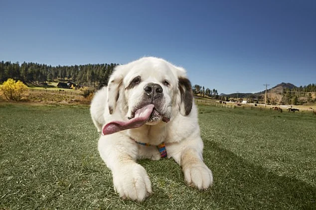 Чудо природи: так виглядає собака з найдовшим у світі язиком - фото 343471