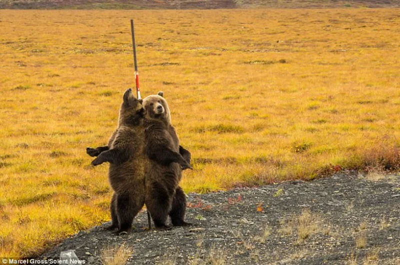 Медведи чешутся о столб и это самое забавное, что вы видели - фото 345908