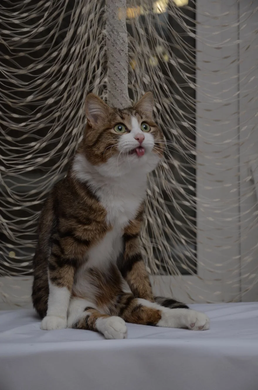 Цей милий котик зачарував мережу своїми емоціями і гнучким язиком - фото 347957