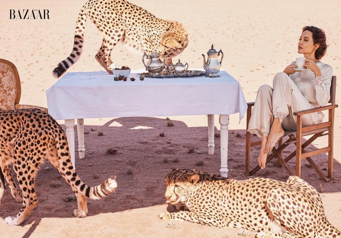 Анджелина Джоли укротила гепардов ради мирового глянца - фото 345269