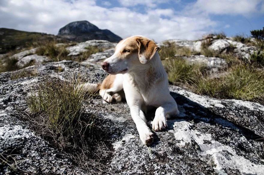 Эта собака начала путешествовать и стала самым счастливым животным в мире - фото 347007