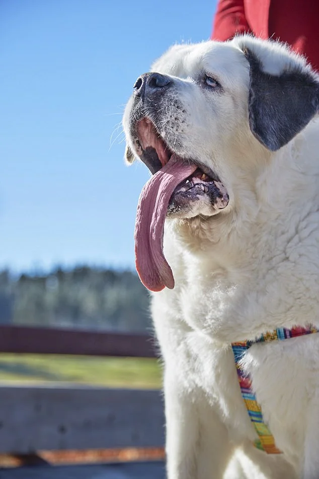 Чудо природи: так виглядає собака з найдовшим у світі язиком - фото 343470