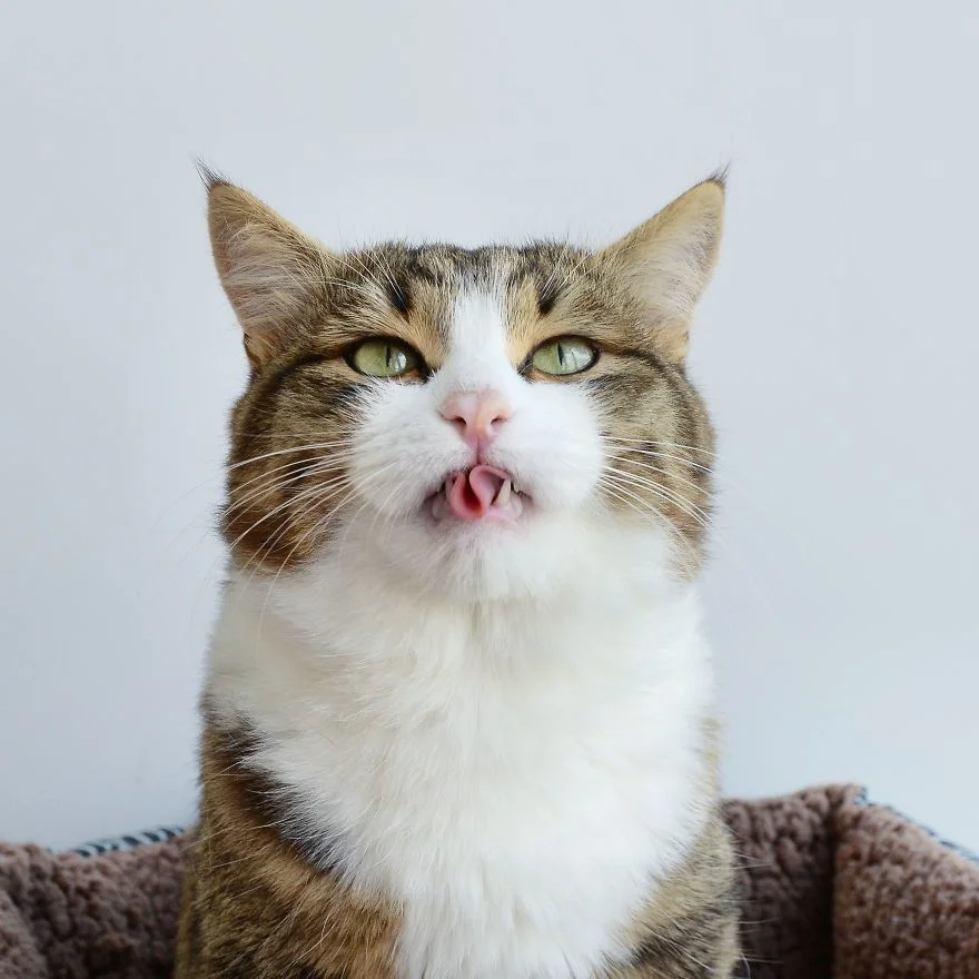 Цей милий котик зачарував мережу своїми емоціями і гнучким язиком - фото 347953