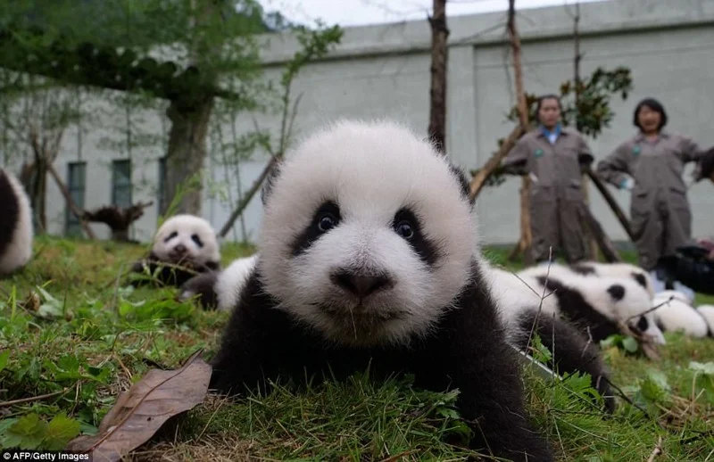 Панд багато не буває: в Китаї народилась рекордна кількість тварин і це шалено мило - фото 345709