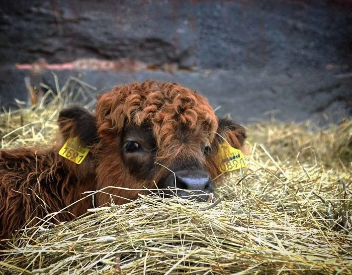Плюшевые коровки - милые животные, в которых влюбляешься с первого взгляда - фото 343567