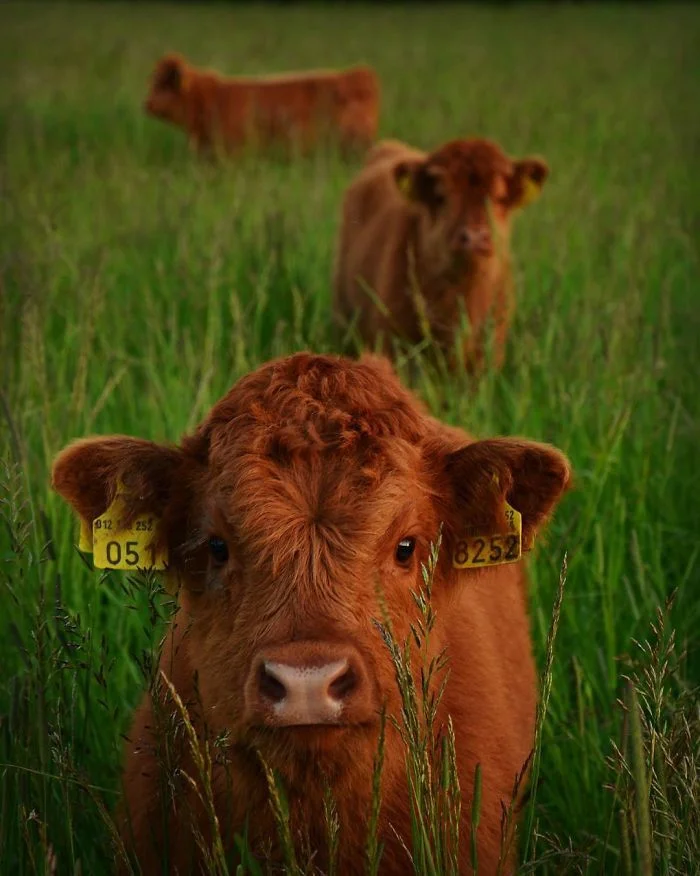 Плюшевые коровки - милые животные, в которых влюбляешься с первого взгляда - фото 343554