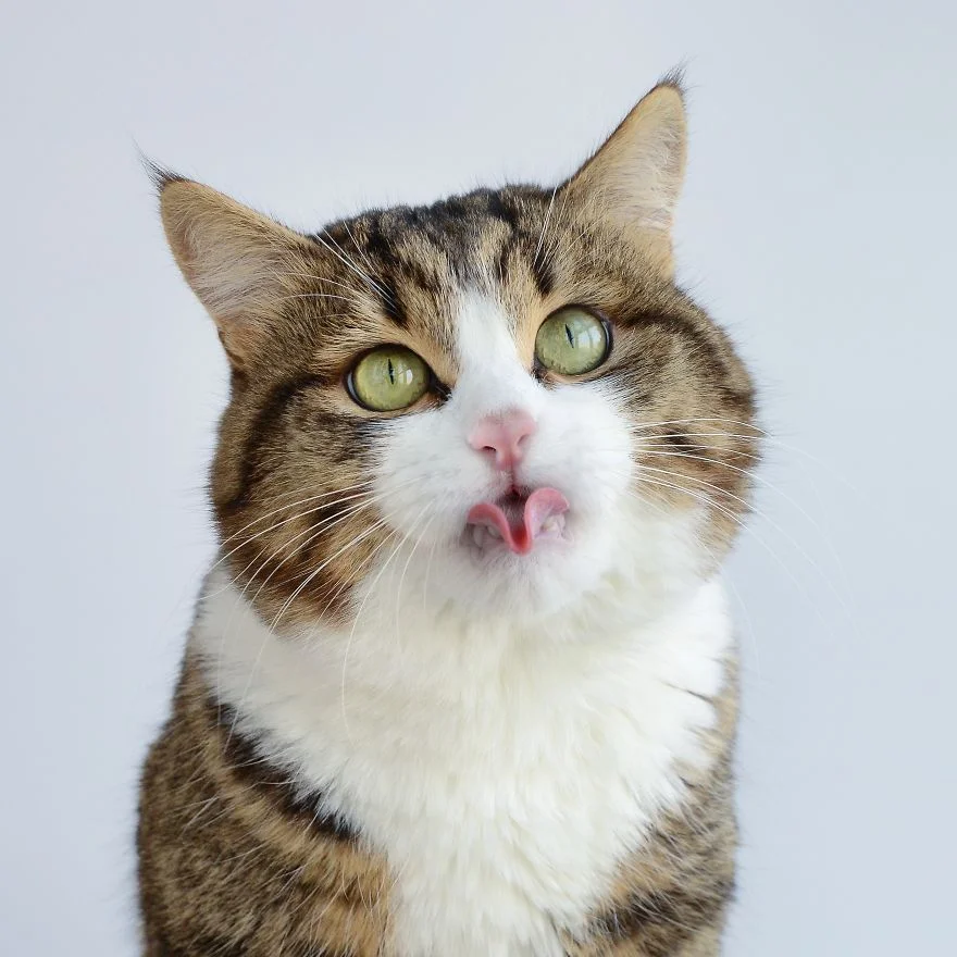 Цей милий котик зачарував мережу своїми емоціями і гнучким язиком - фото 347961