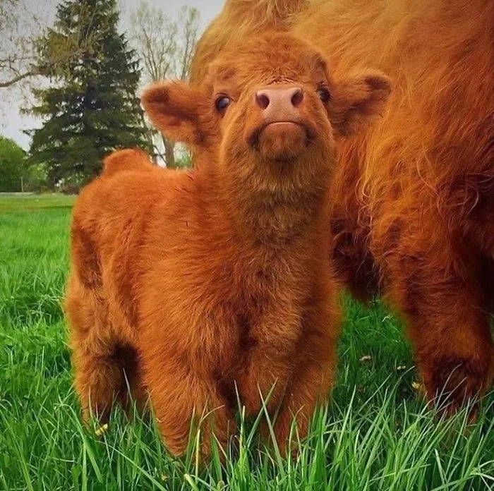 Плюшевые коровки - милые животные, в которых влюбляешься с первого взгляда - фото 343549