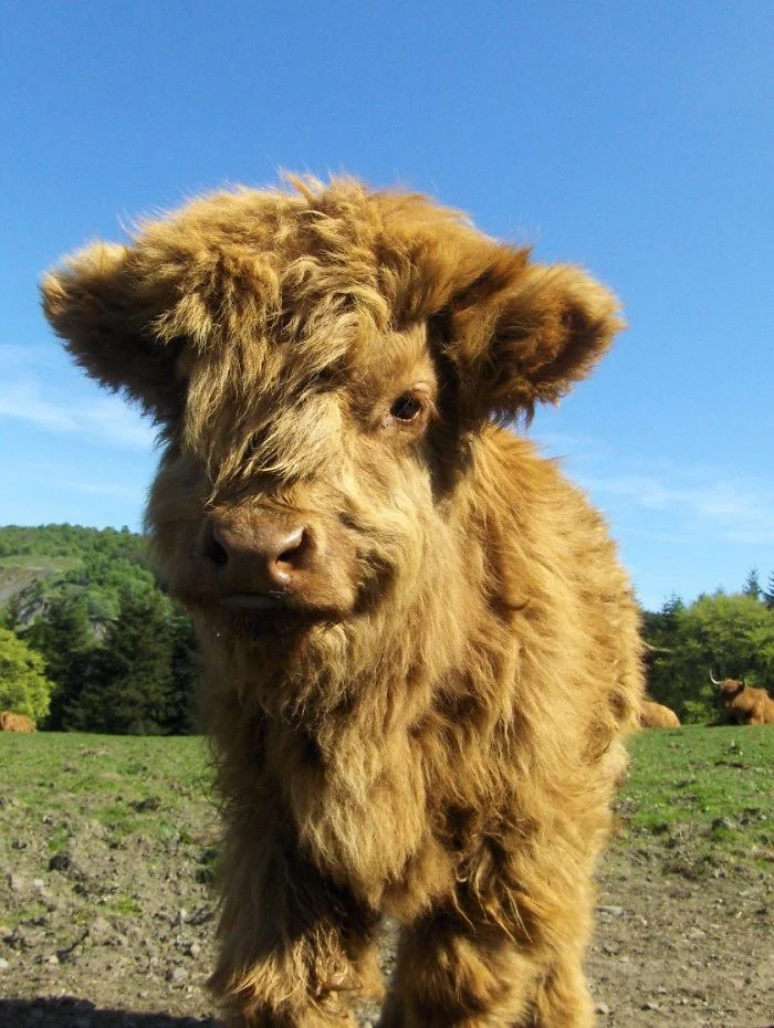 Плюшевые коровки - милые животные, в которых влюбляешься с первого взгляда - фото 343565