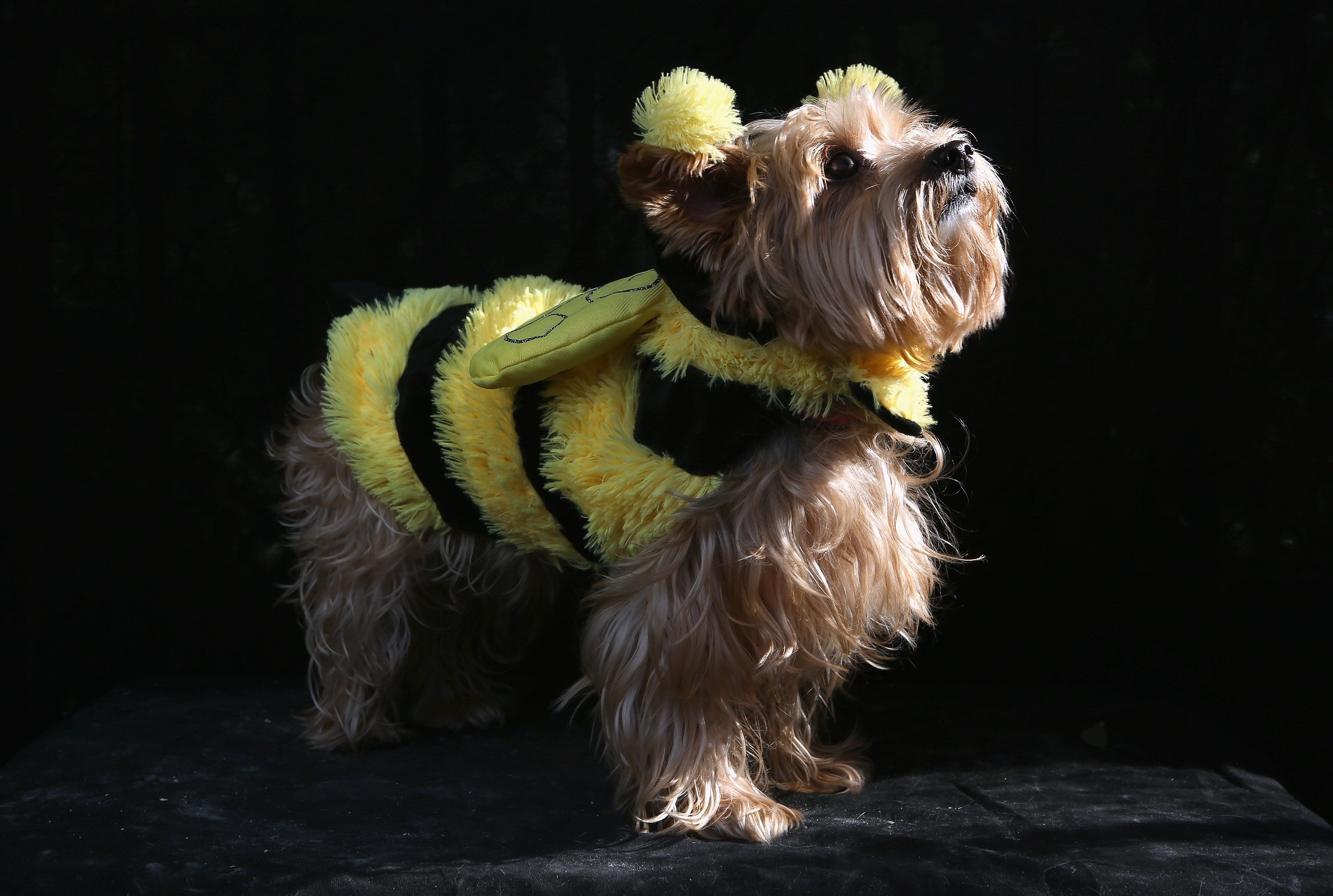 Это так мило: идеи костюмов на Хэллоуин для животных - 346338 Это так мило: идеи костюмов на Хэллоуин для животных - фото 346338