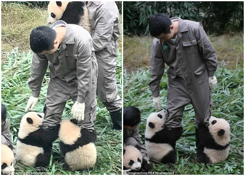 Панд много не бывает: в Китае родилась рекордное количество животных и это безумно мило - фото 345707