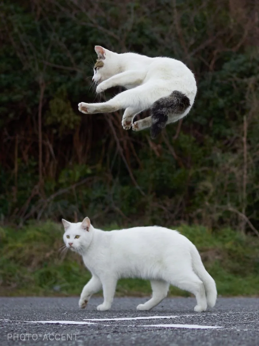 Фотограф доказал, что коты и ниндзя - это одно и то же - фото 347526