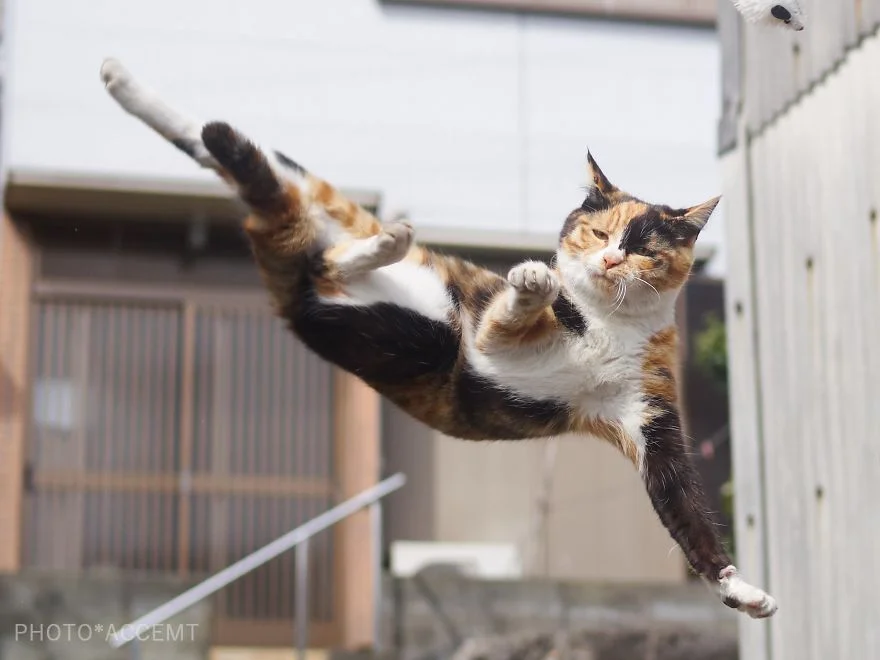 Фотограф довів, що коти і ніндзя - це одне і те саме - фото 347519