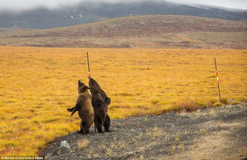 Ведмеді чухають спини об стовп і це найсмішніше, що ви бачили - фото 345902