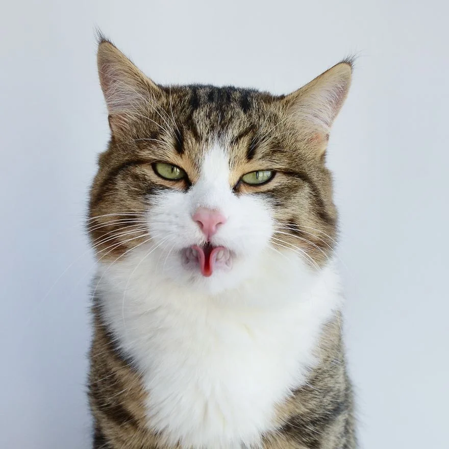 Цей милий котик зачарував мережу своїми емоціями і гнучким язиком - фото 347952