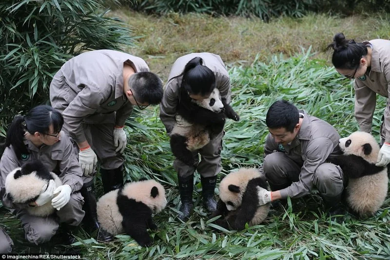 Панд багато не буває: в Китаї народилась рекордна кількість тварин і це шалено мило - фото 345713